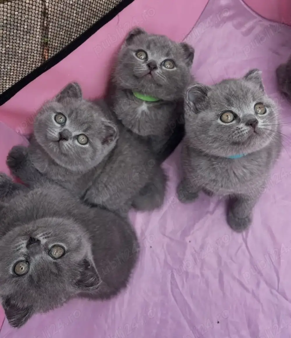 Pui British Shorthair Blue și Scottish Fold Blue la super preț