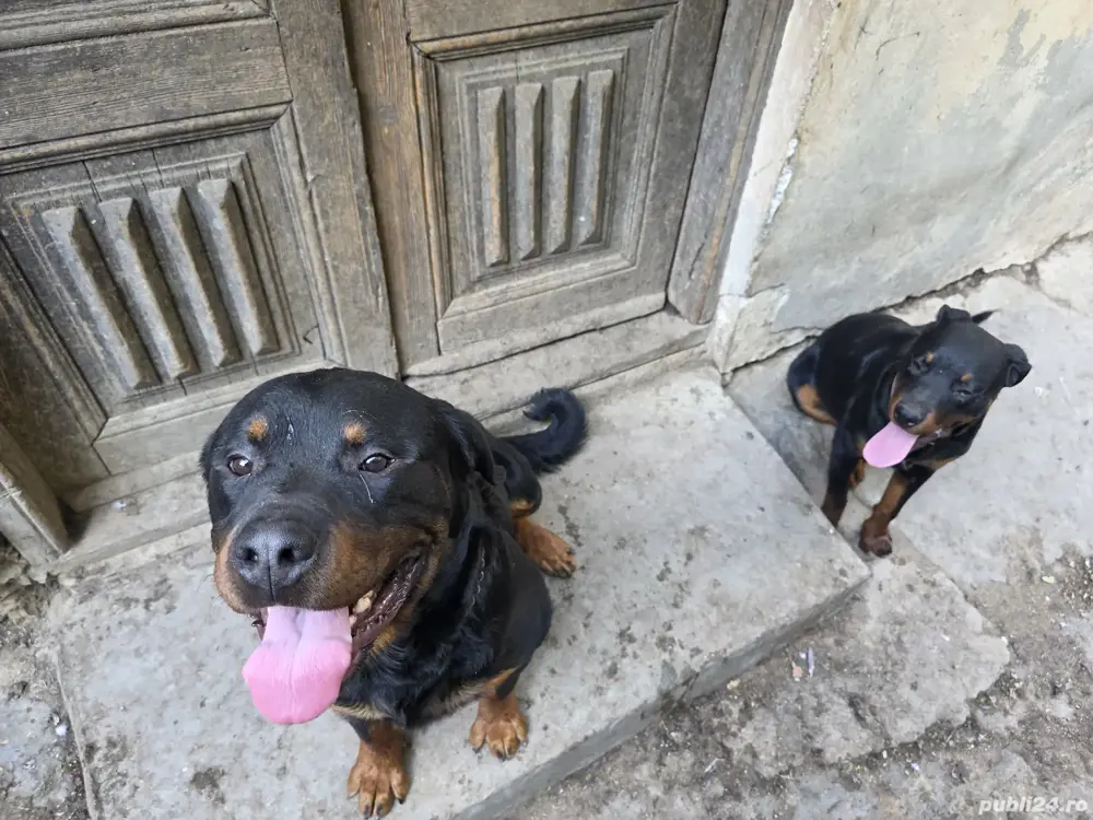 Rottweiler,1An, Mascul 