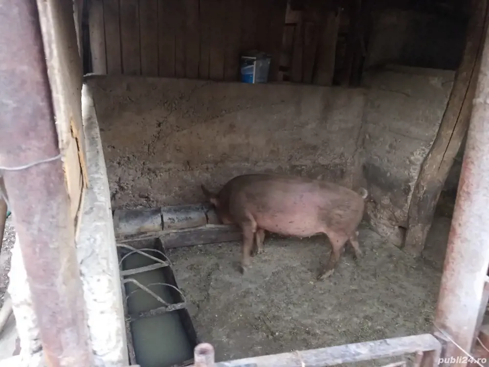 porc de vanzare porc de vanzare