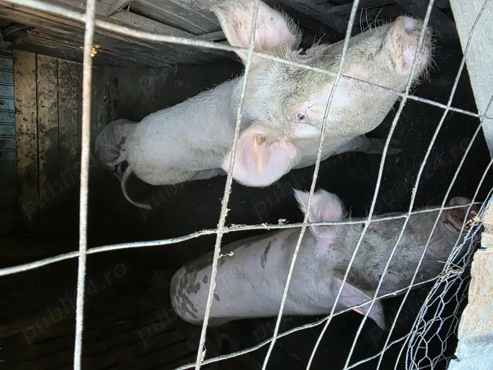 Porcii de vanzare! Titu - Dambovita