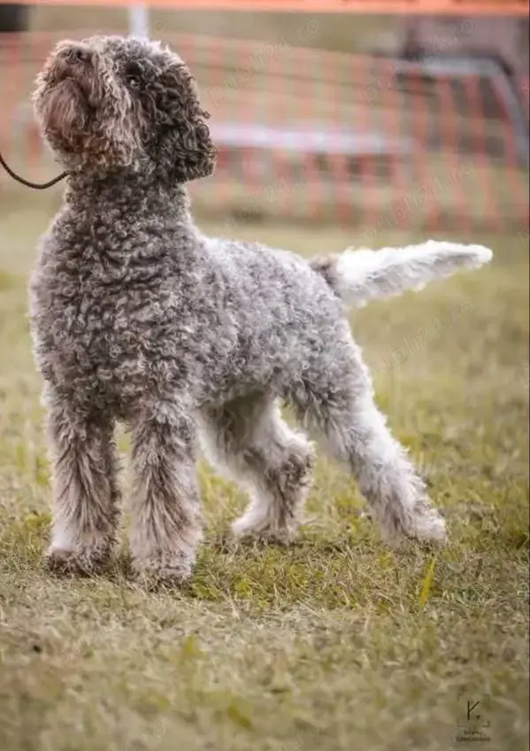 Disponibili pui din rasa Lagotto Romagnolo  Disponibili pui din rasa Lagotto Romagnolo