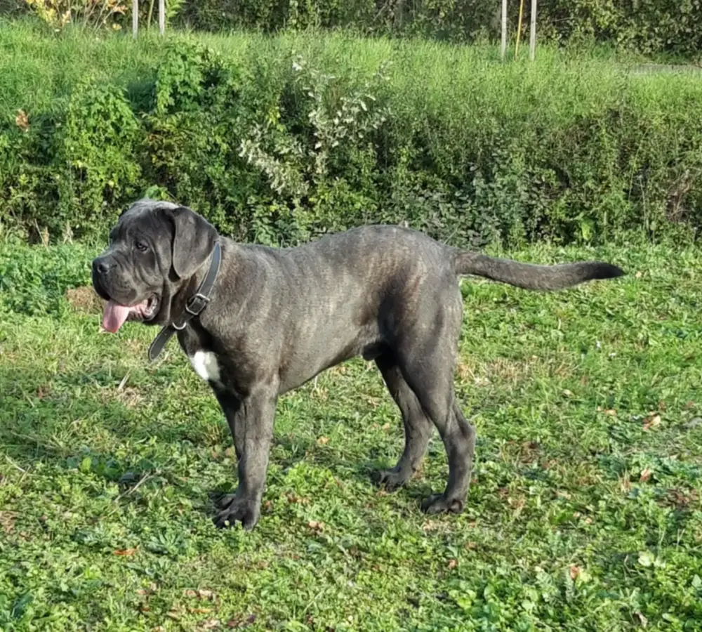 Masculul Cane Corso junior , cu Pedigree 