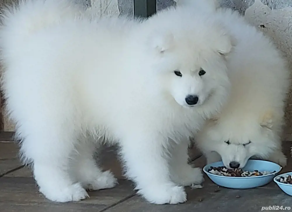 Căței Rasa Samoyed cu Pedigree, părinți campioni