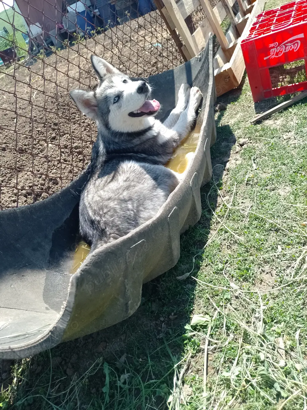 Câini husky siberian 