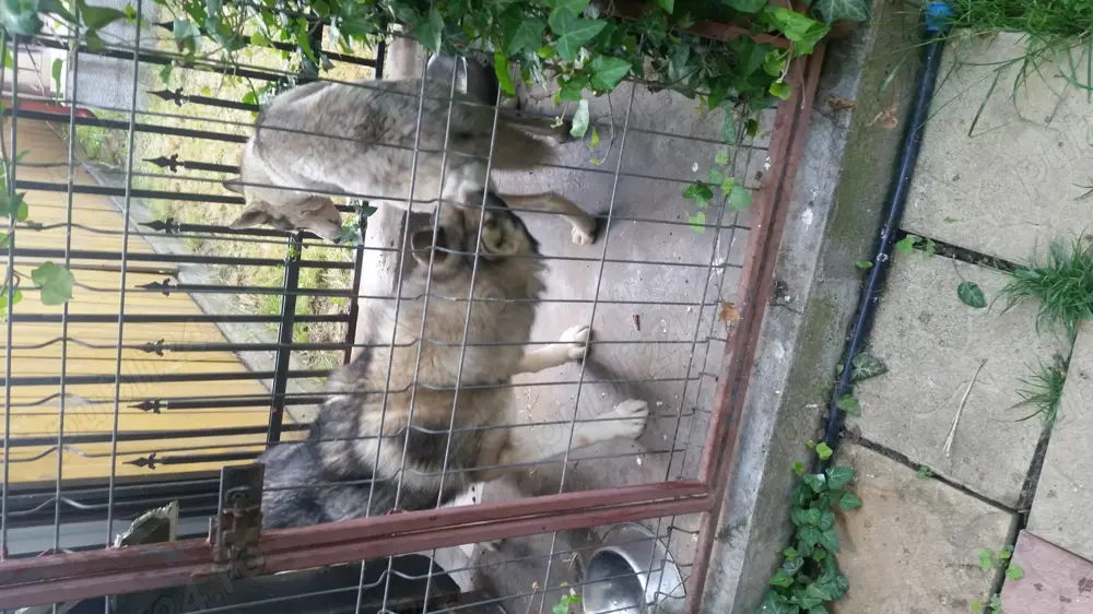 câini Husky pereche