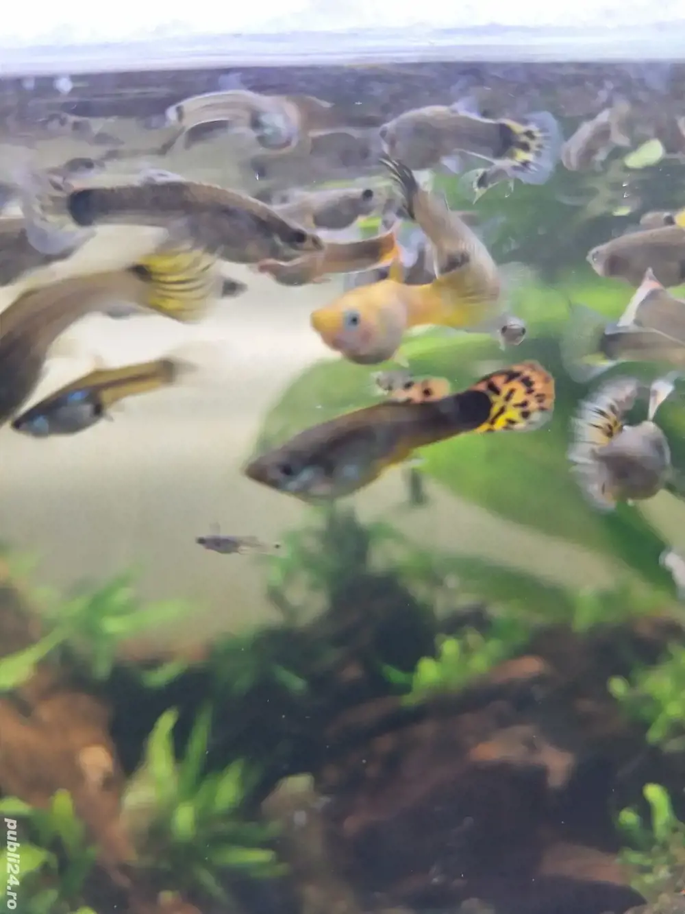 vand guppy