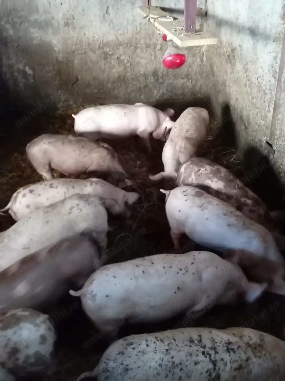 Porci Landras cu Pietran