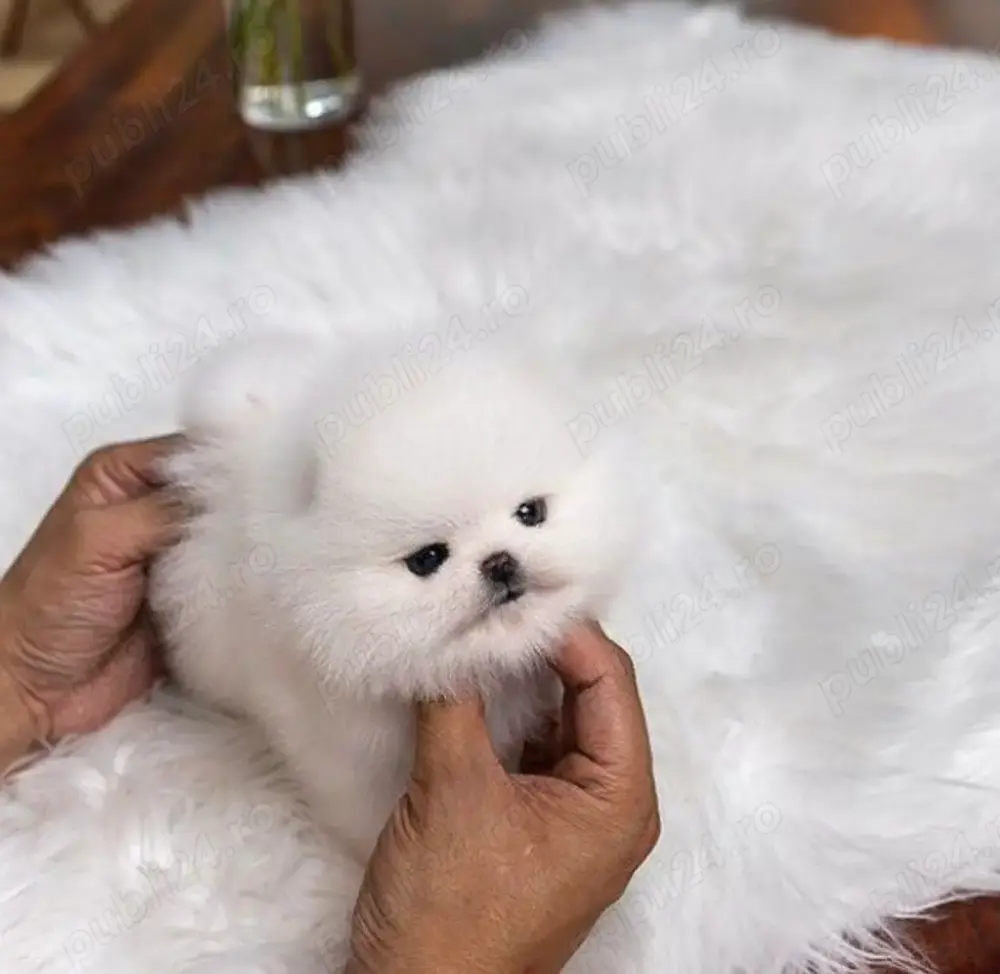 Pomeranian adorabili toy 