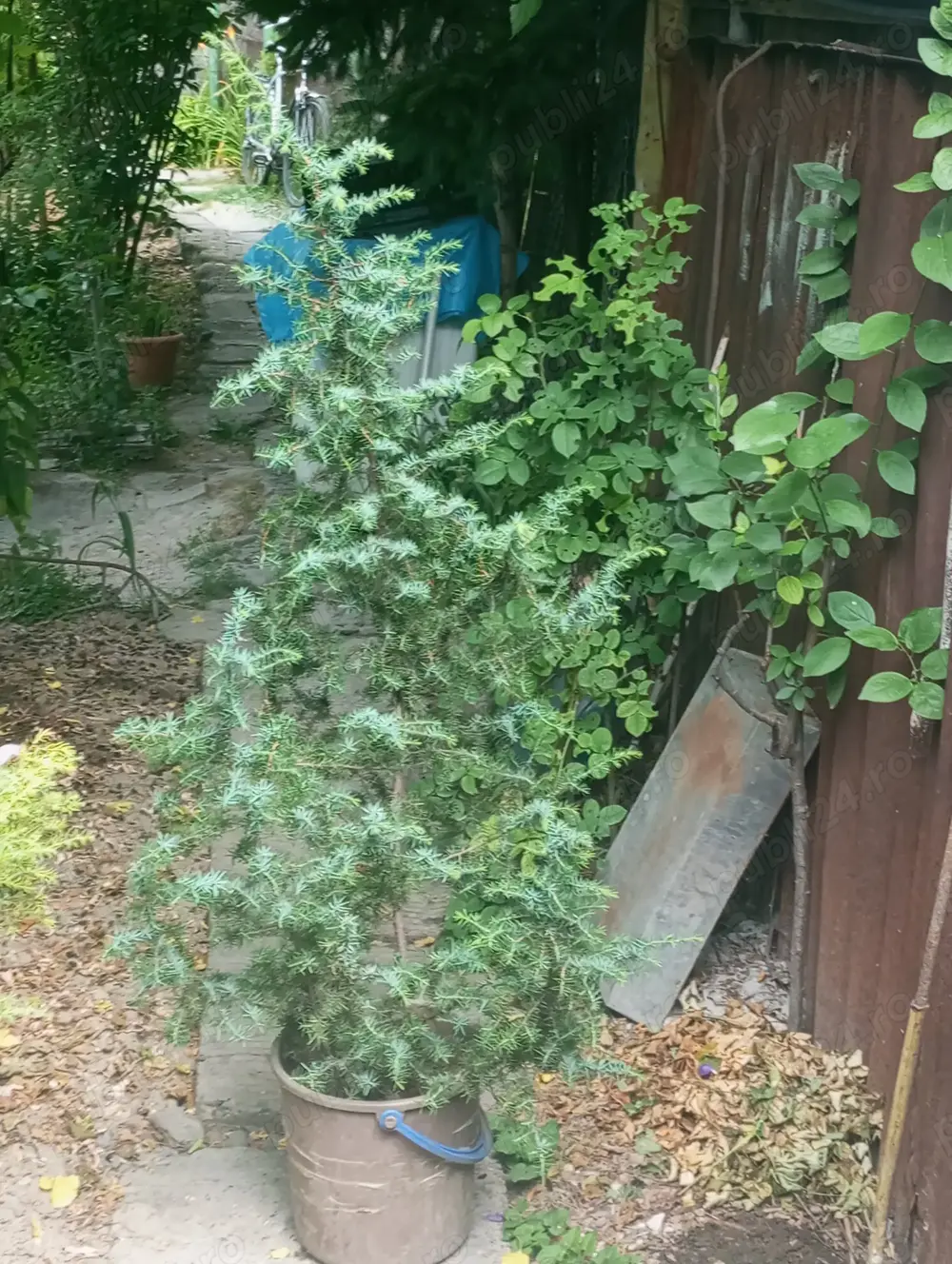 Ienupăr argintiu cu fructe(bobițe) 