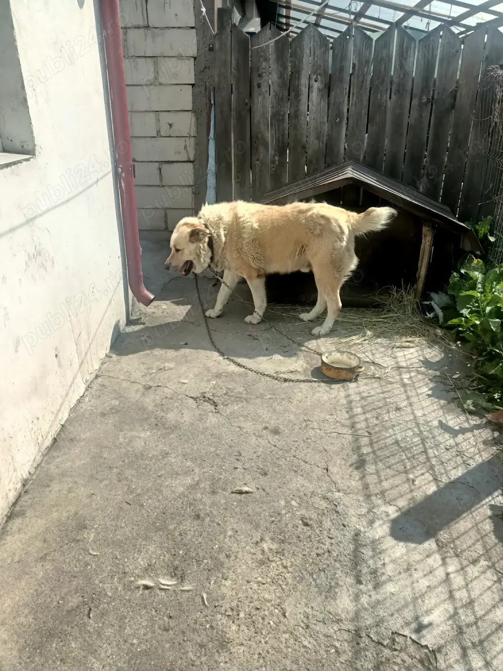 câine ciobănesc rasa Kangal