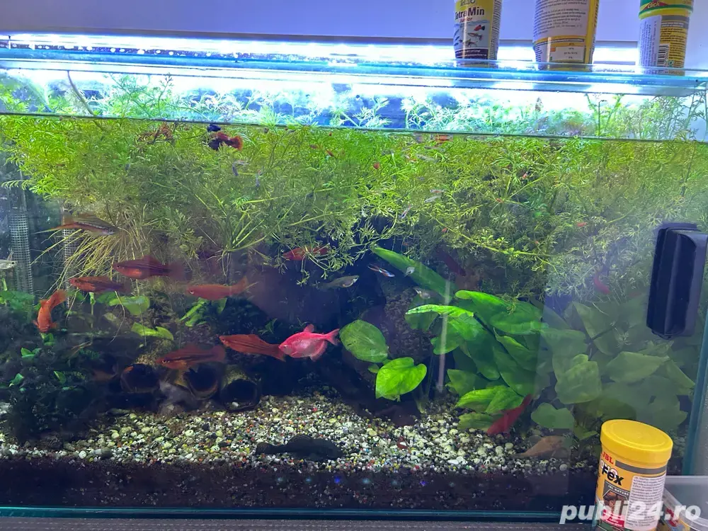 vand acvariu 