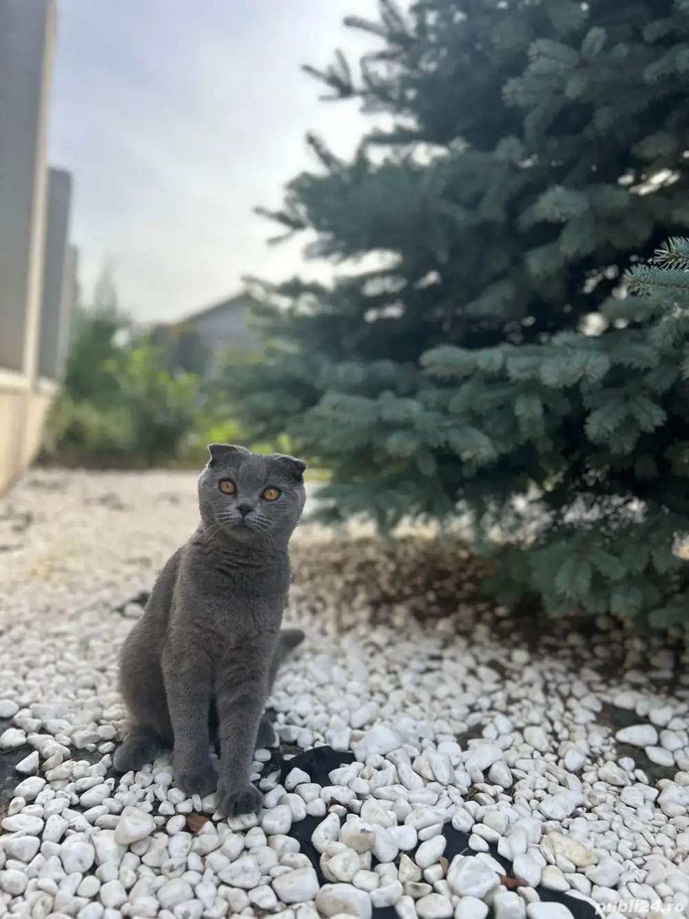 Fetiță Scottish Fold de 1 an și jumătate caută casă nouă!