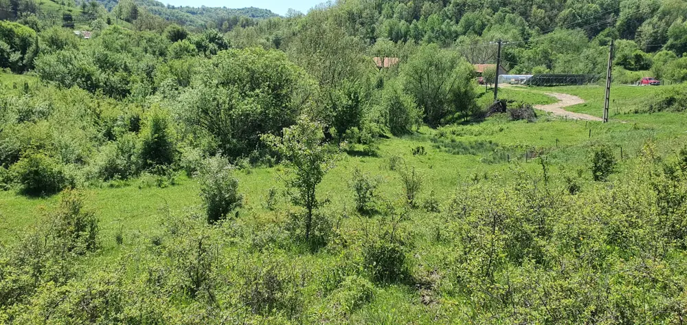 Teren de vânzare 5.850 mp   Poieniță de vis la 2 km de Dunăre, Cruşoviţa (Caraș-Severin)