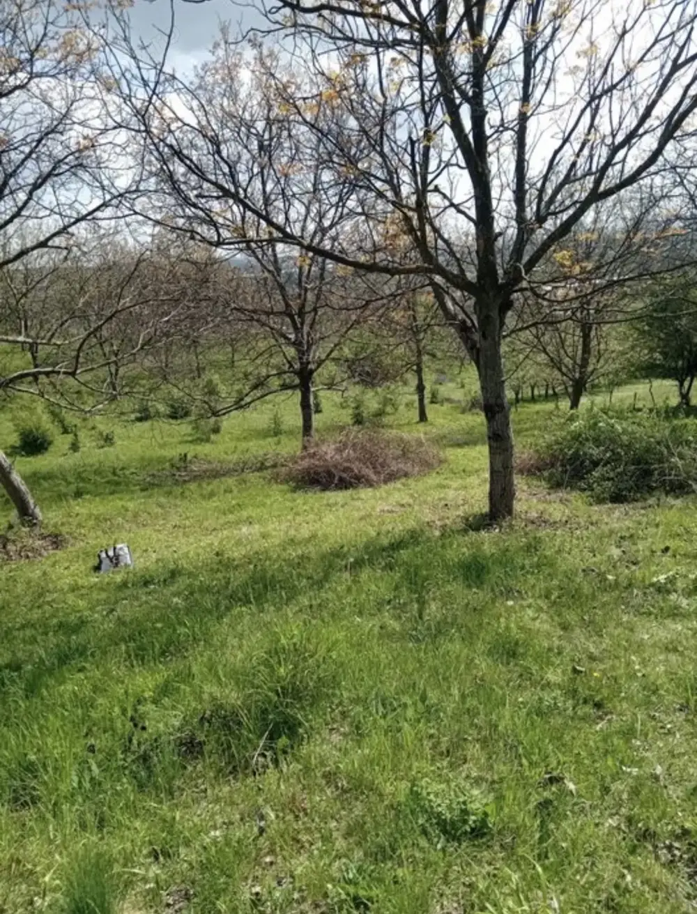 Urgent !!!Teren Copacelu 1500m2 intravilan la 4,5 km din centru 
