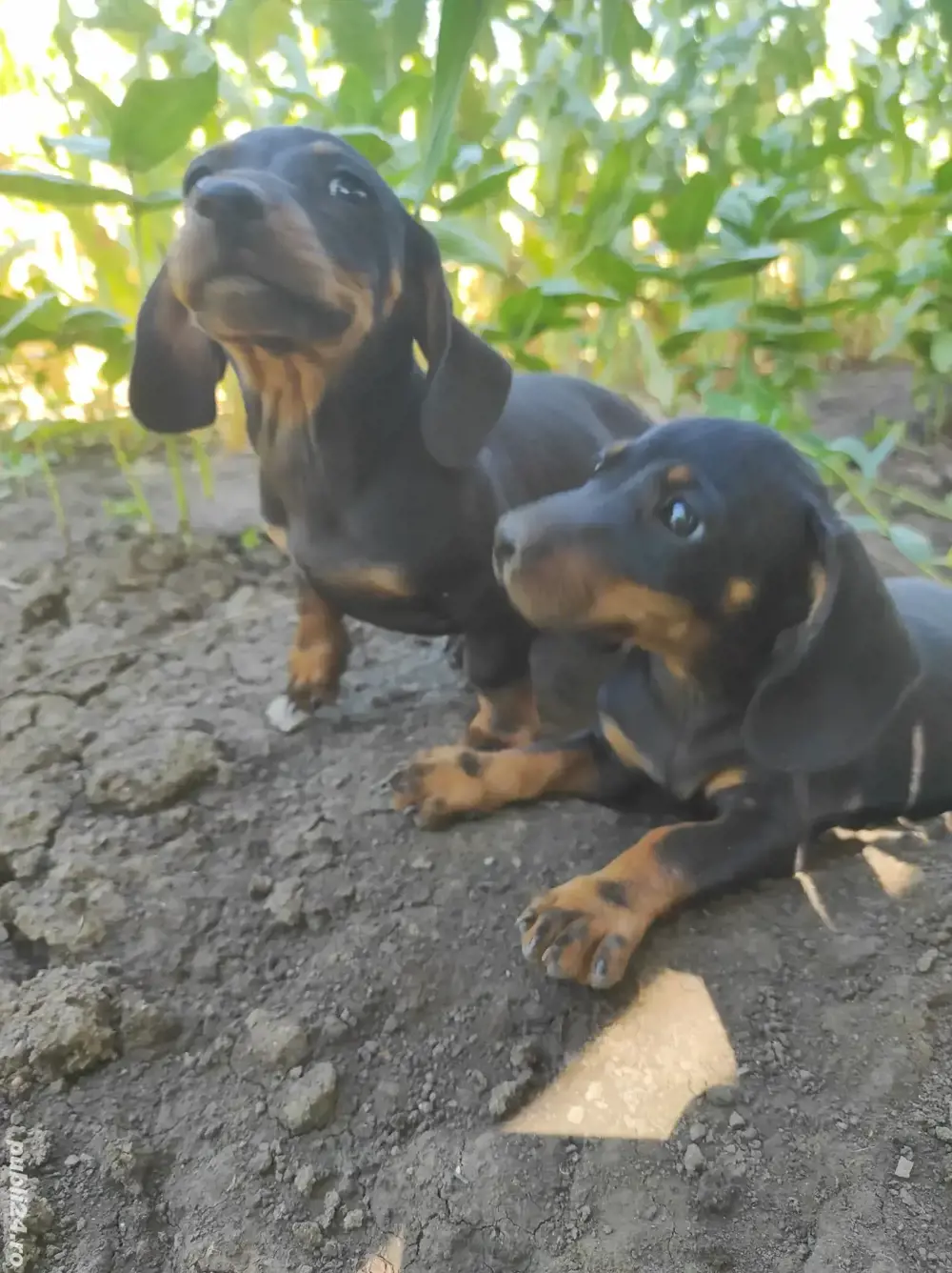 Vând catei Teckel rasa pura 