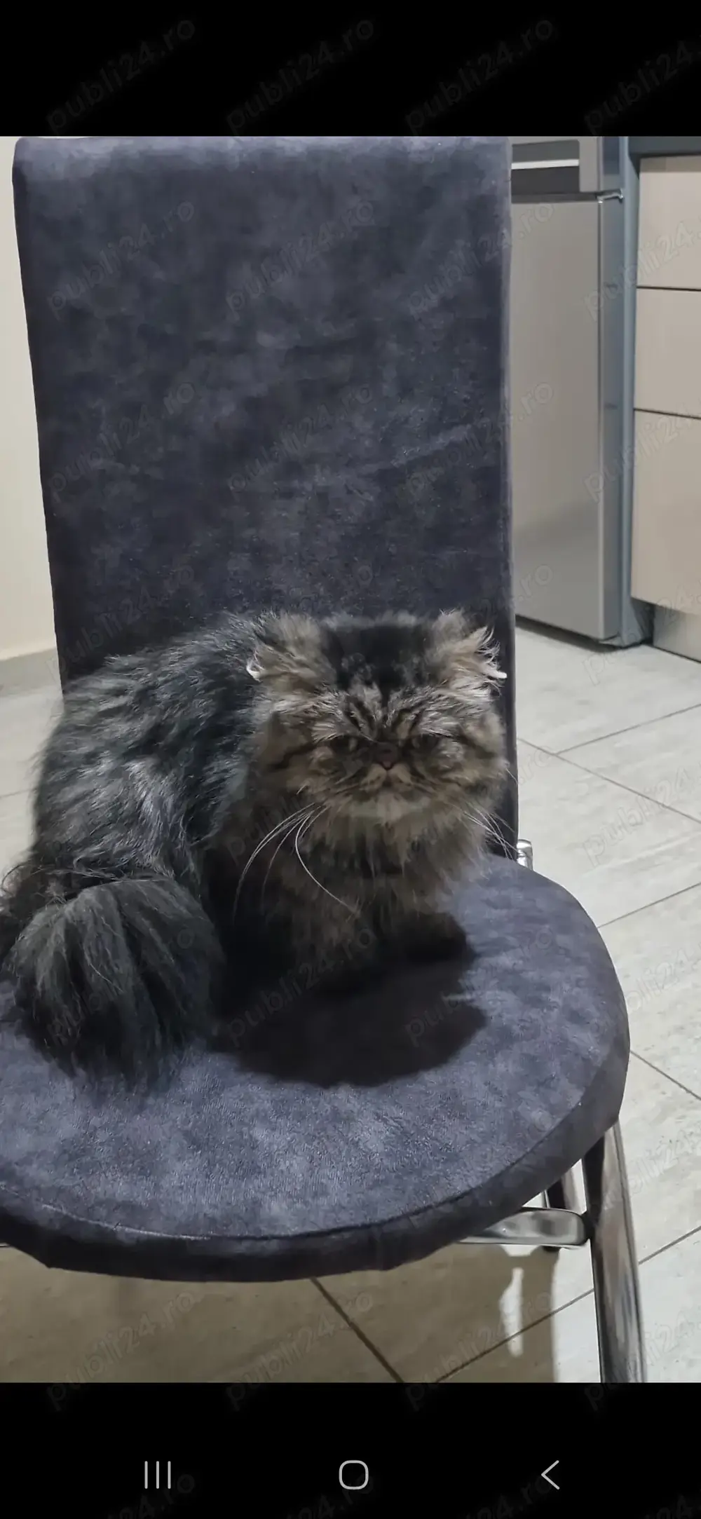 Pisici persane Pisici persane