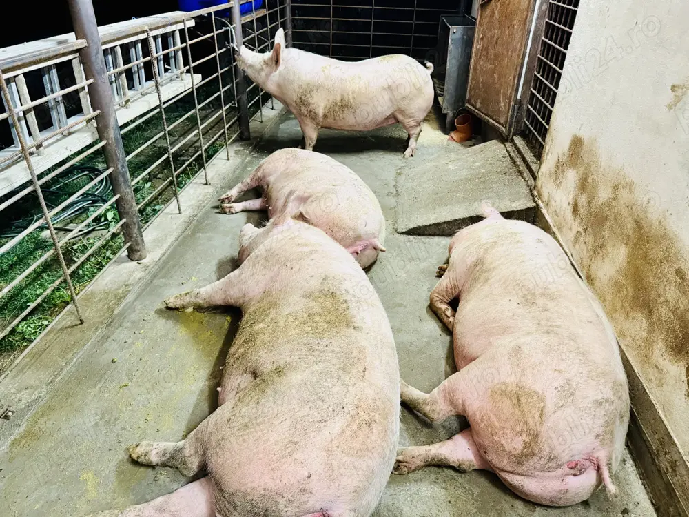    Vând 4 porci rasa PIC 300-350 kg 