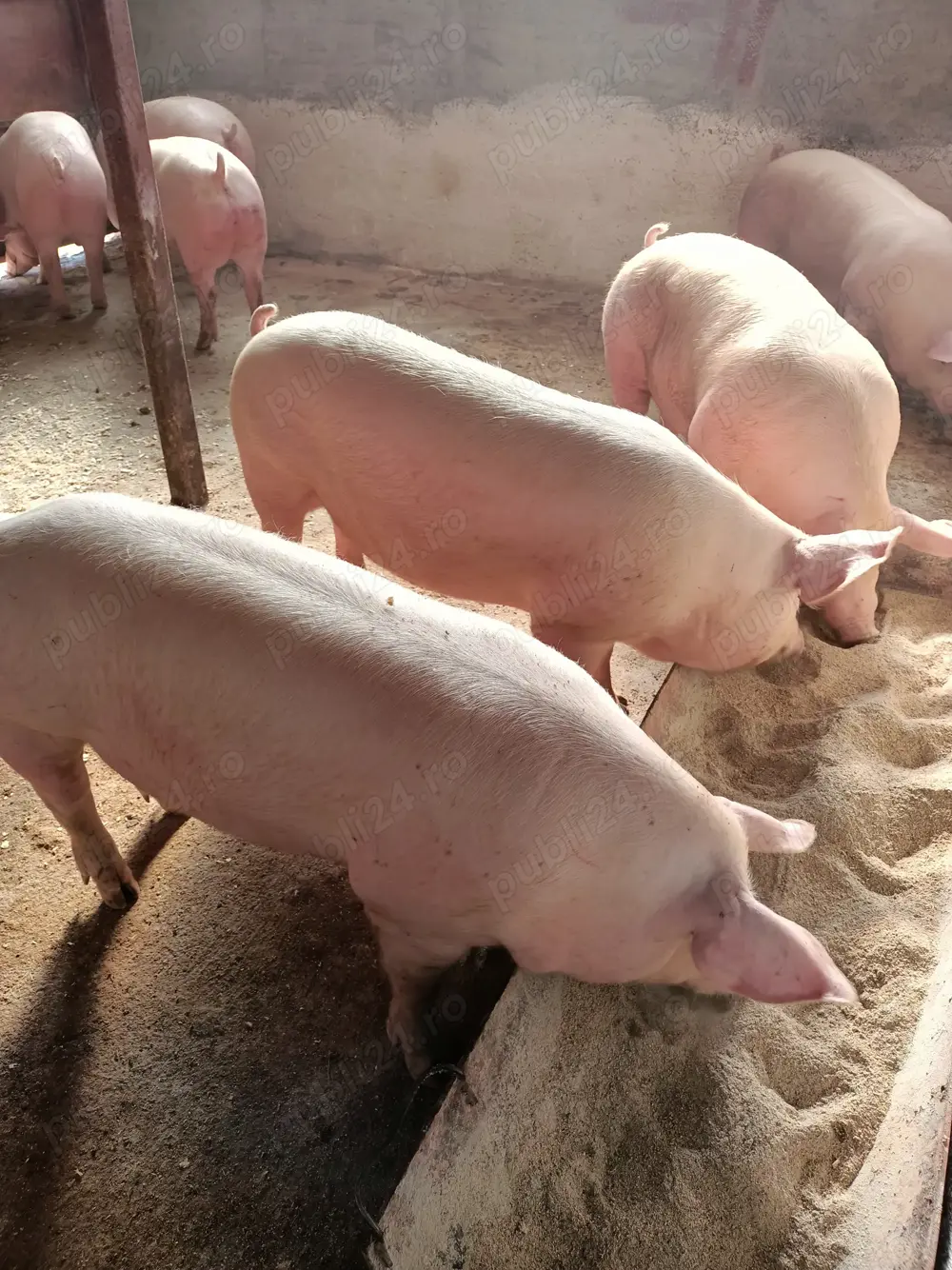 Porci mari de vânzare 