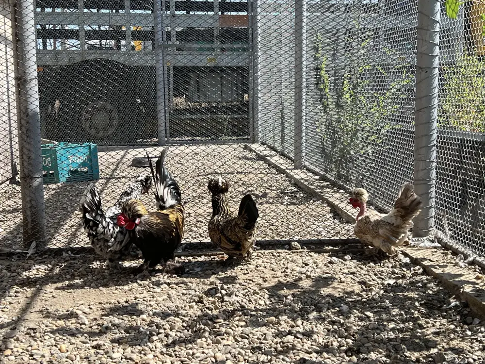 Gaini pitice struma bantam, motate, incaltate, gat golas Gaini pitice struma bantam, motate, incaltate, gat golas