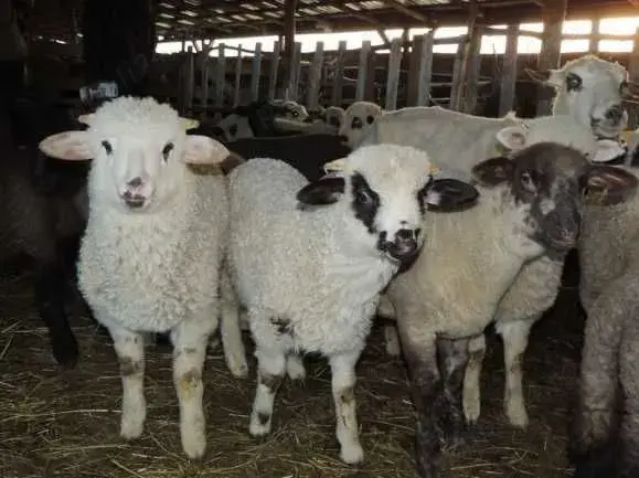 Vand miei crescuti in gospodaria proprie natural Vand miei crescuti in gospodaria proprie natural