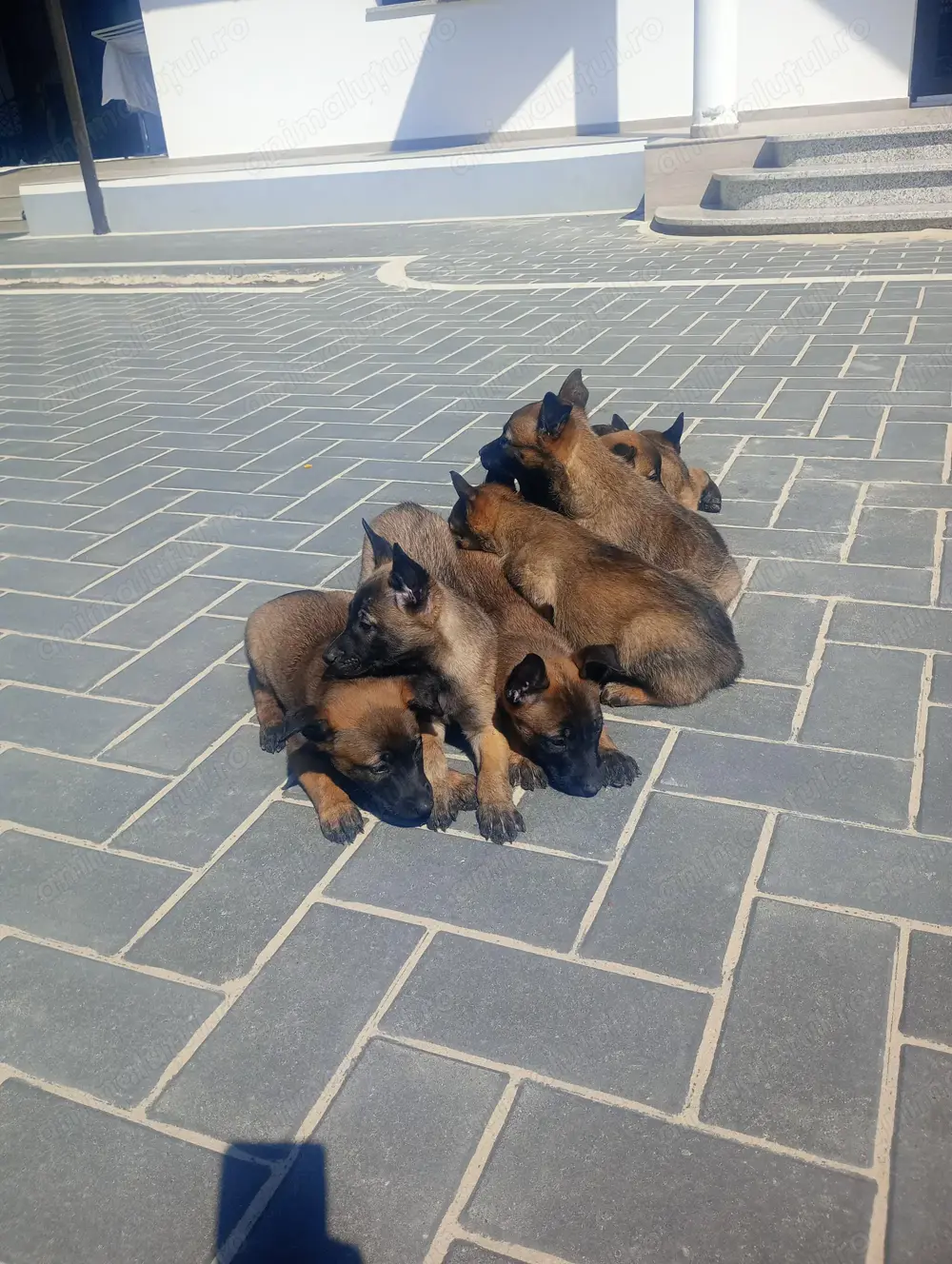 Belgian malinois