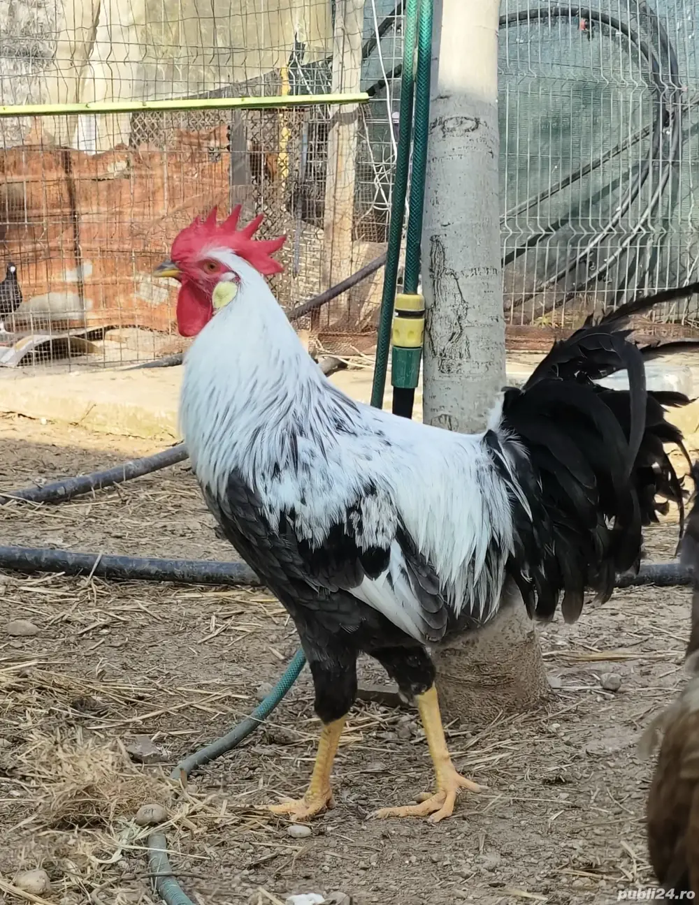 vand cocos italian argintiu vand cocos italian argintiu