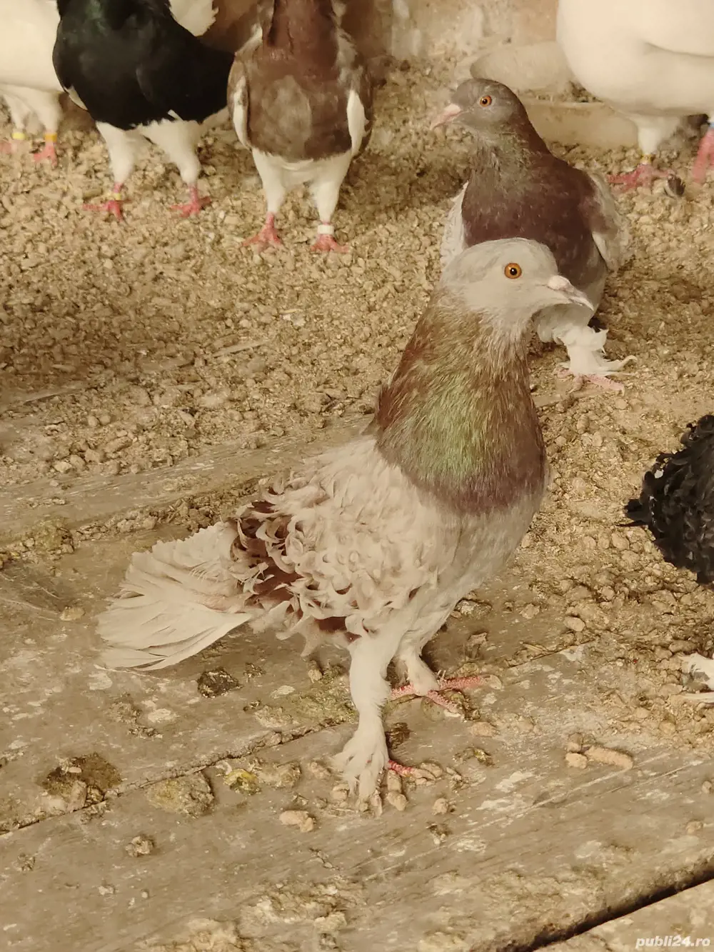 Vând porumbei creti maghiari Vând porumbei creti maghiari