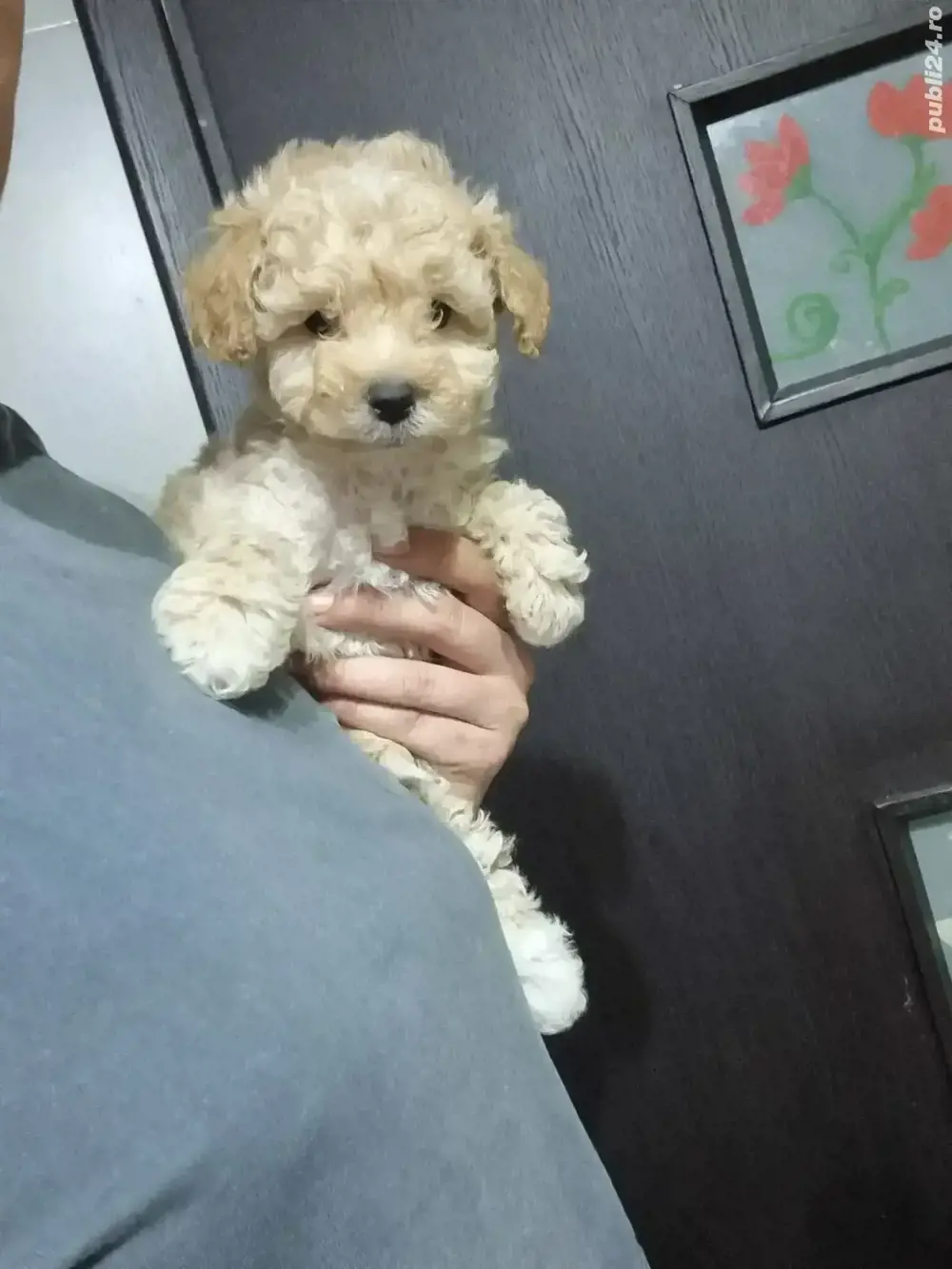 Puiuti Maltipoo superbi, talie mica