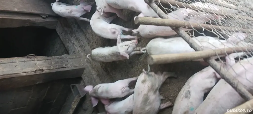 Vand purcei de 10 saptamani si 6 suldei