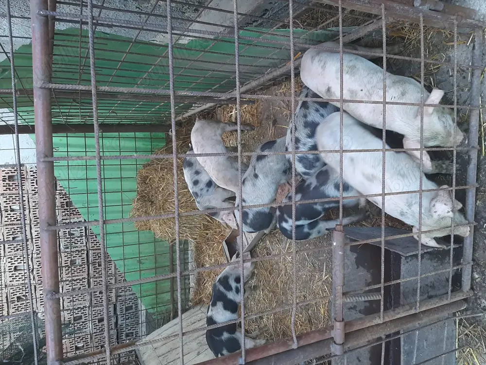 Vând purcei . Vând purcei .