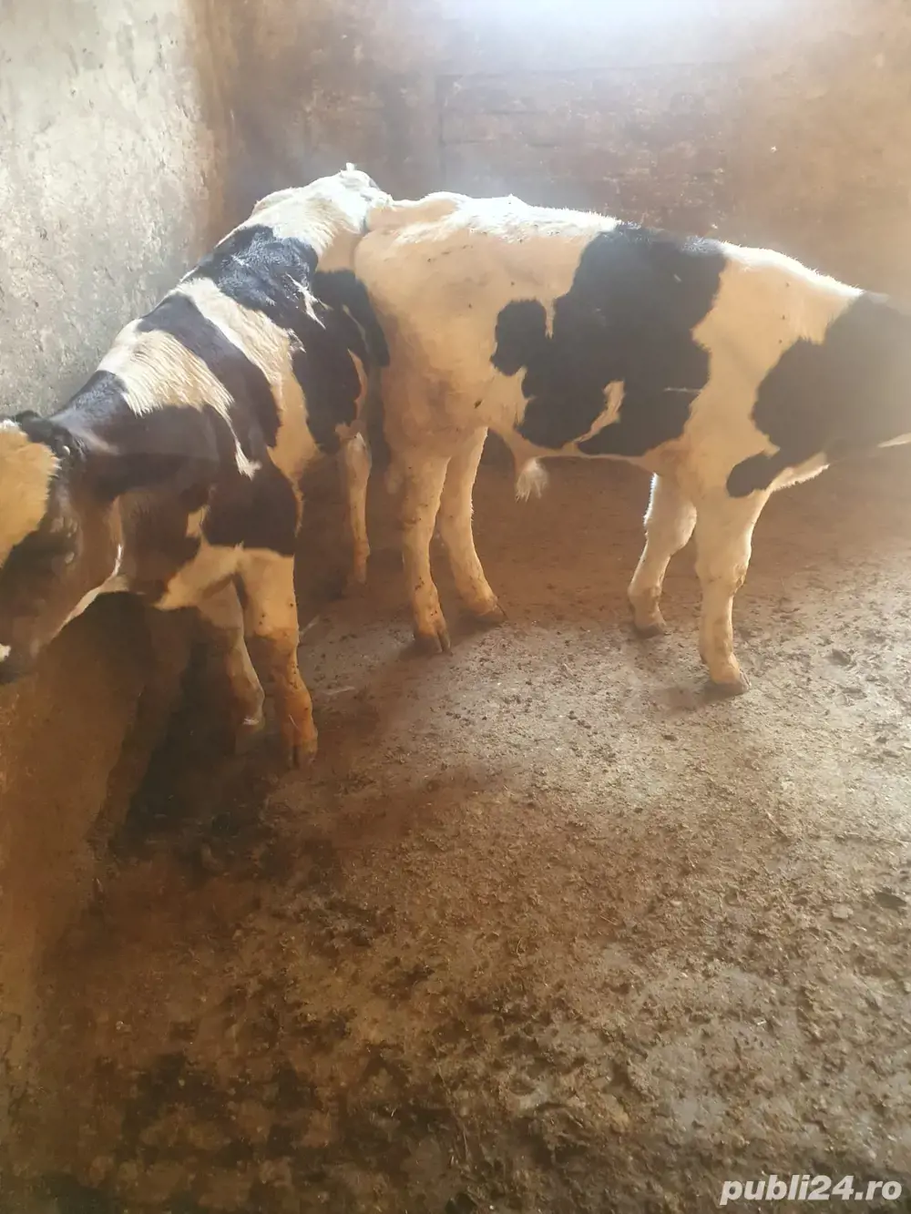 Vand vitei Vand vitei