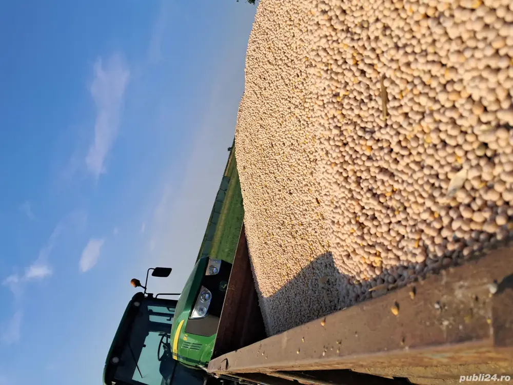 Mazăre recolta 2025