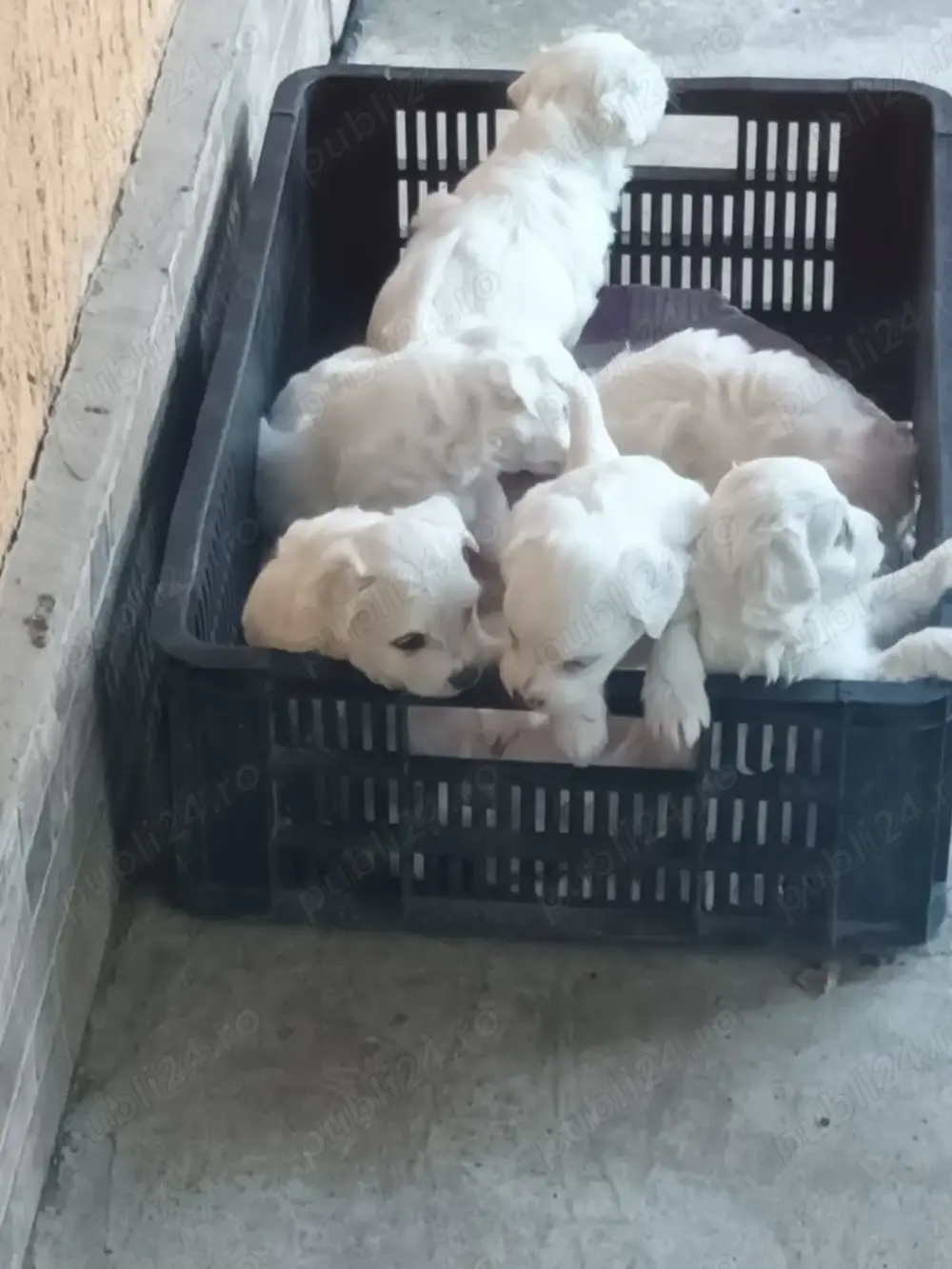 Vând un mascul bichon vârstă 3 luni, pentru mai multe detalii ma puteți contacta 