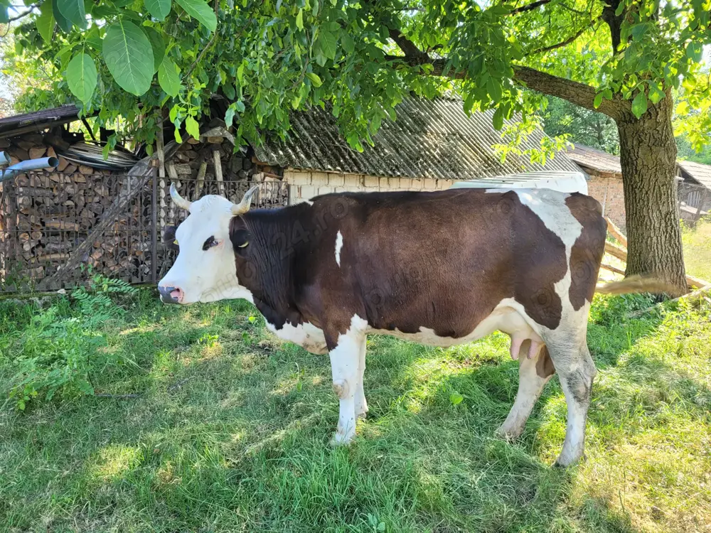 Vând vacă, 5 ani, 3 viței, 7l lapte mulsoare, gestantă în două luni