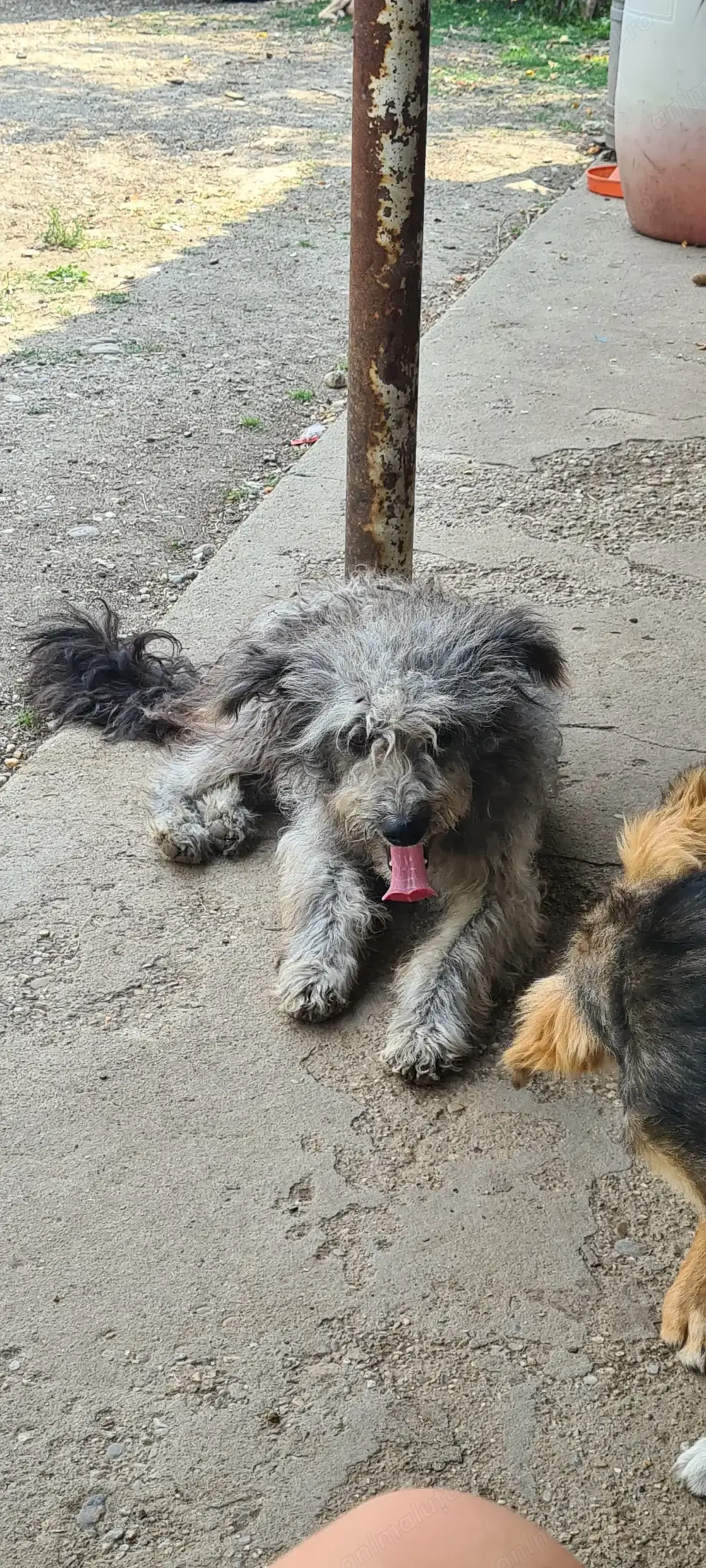 Donez căței spre adopție  Donez căței spre adopție