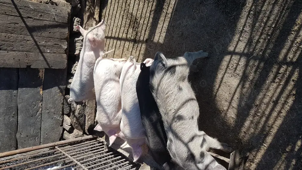 vand purcei frumosi si sanatosi