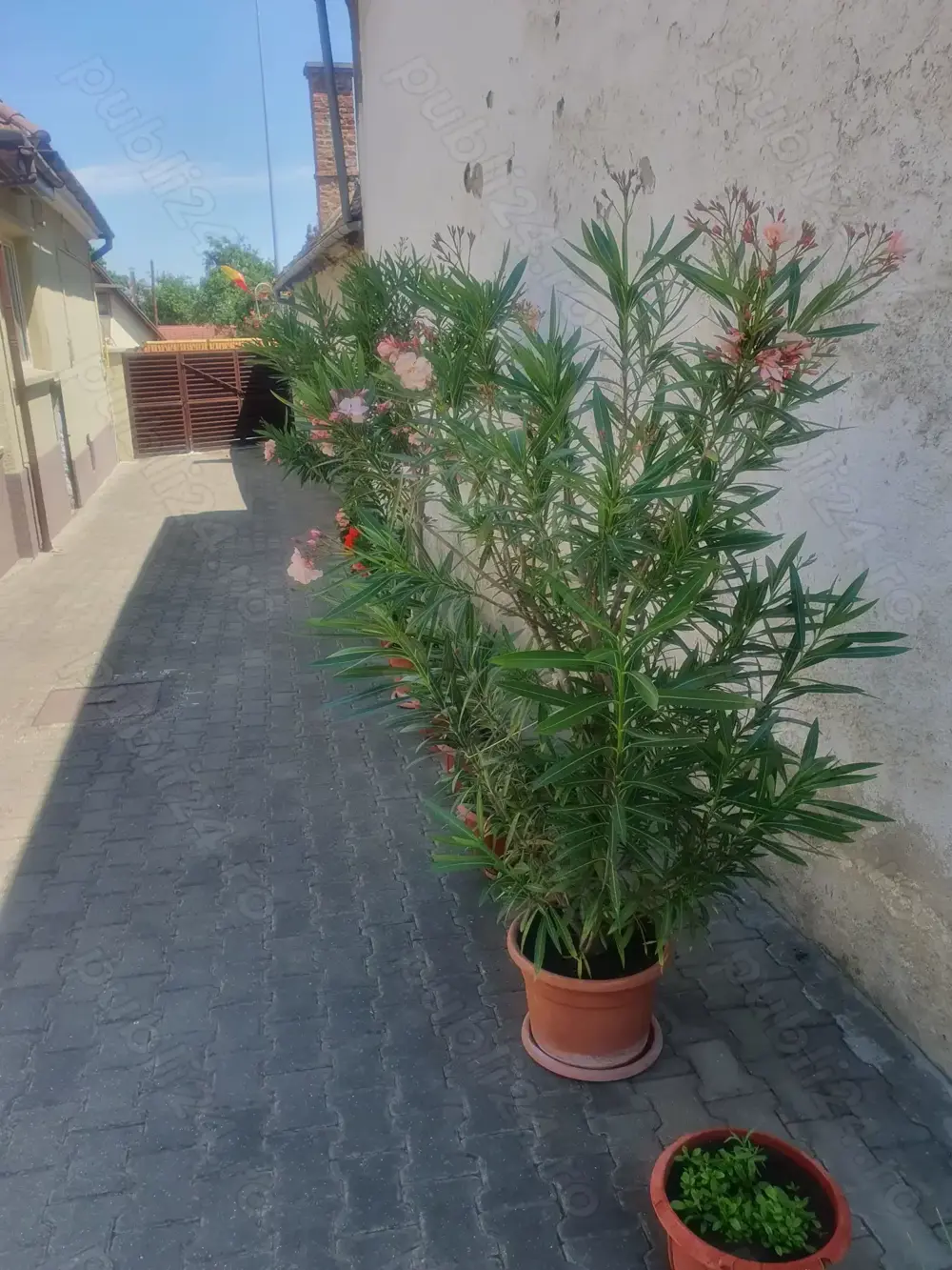 LEANDRII - plante decorative de culoare roz