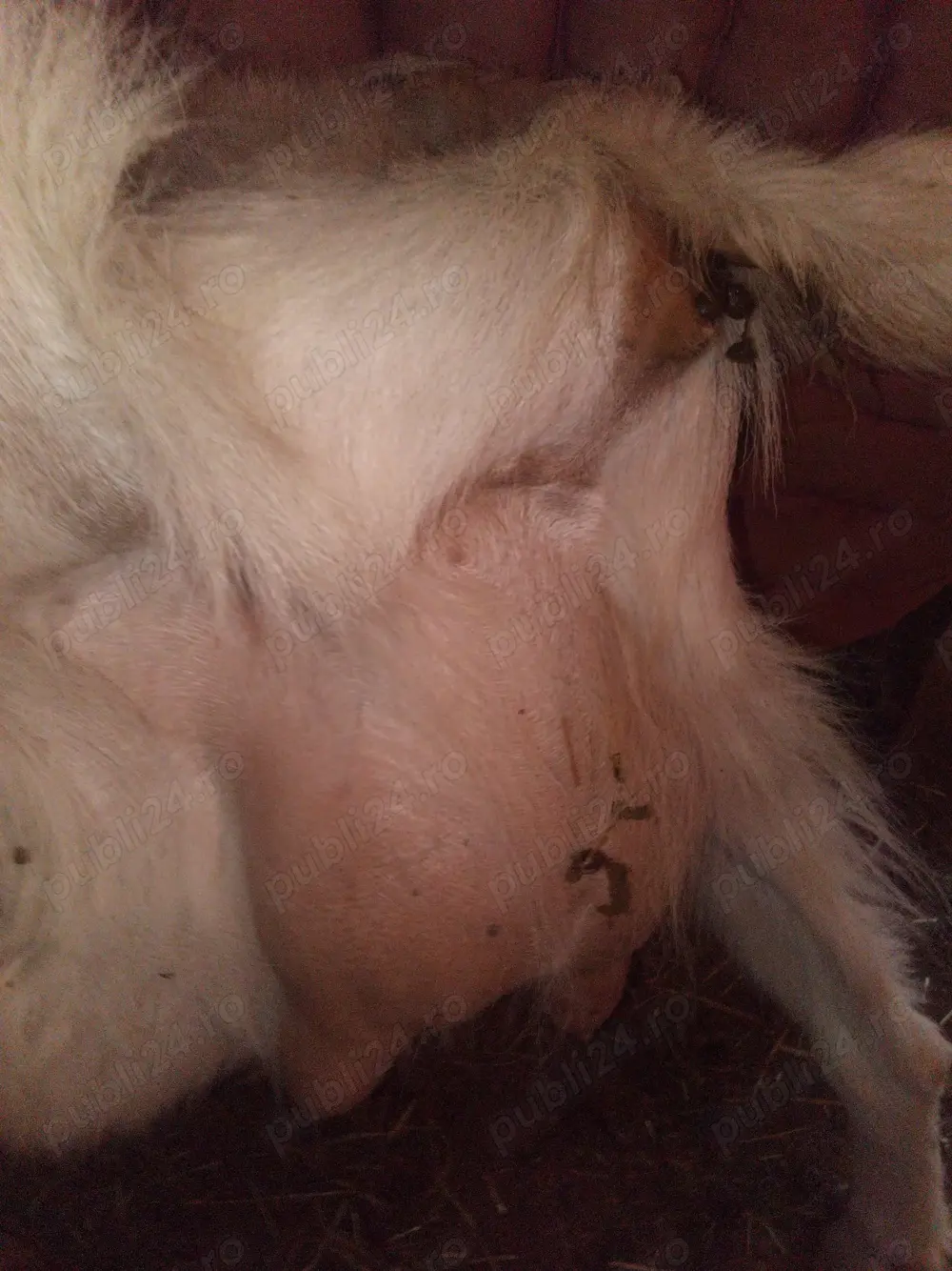 Vind  4capre cu lapte