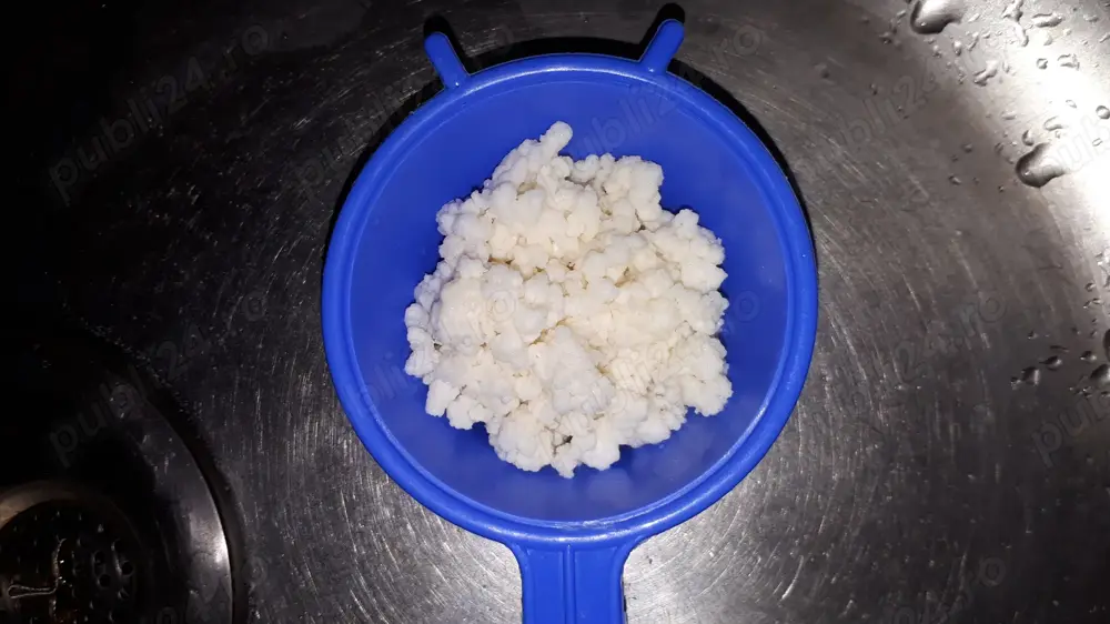Ciuperca tibetana chefir lapte (kefir)