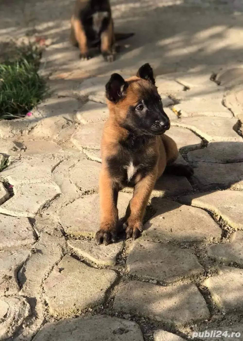 pui de Ciobanesc Belgian Malinois
