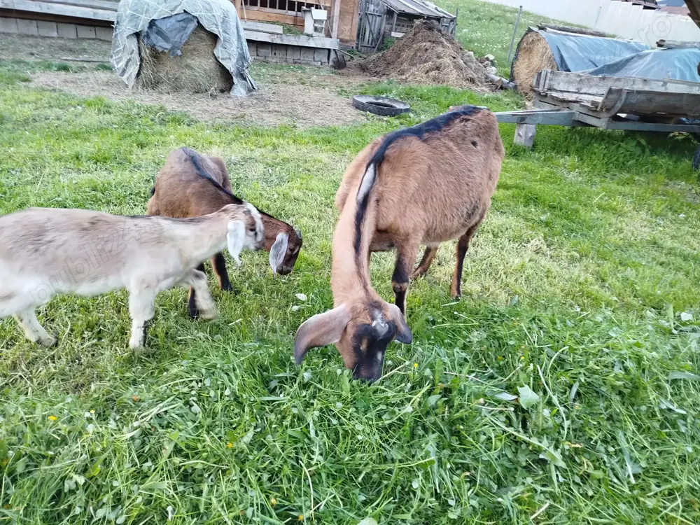 Vand doi ieduti anglonubieni