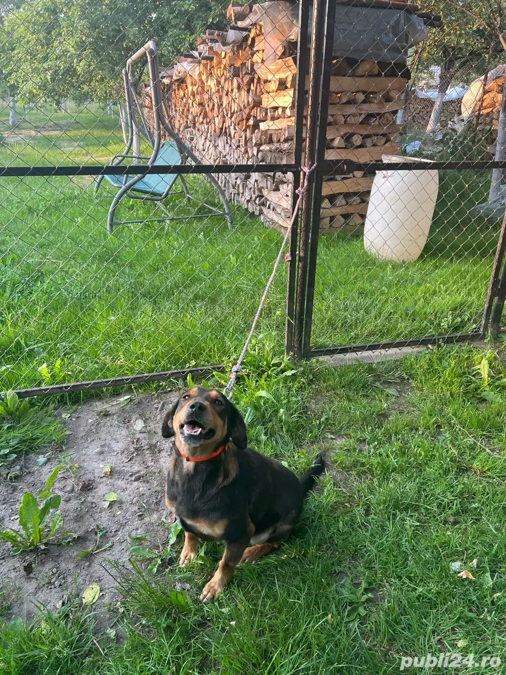 Donez femela Copoi Ardelenesc 