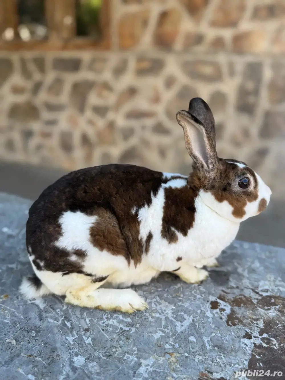 Pereche Rex de vânzare!  Pereche Rex de vânzare!