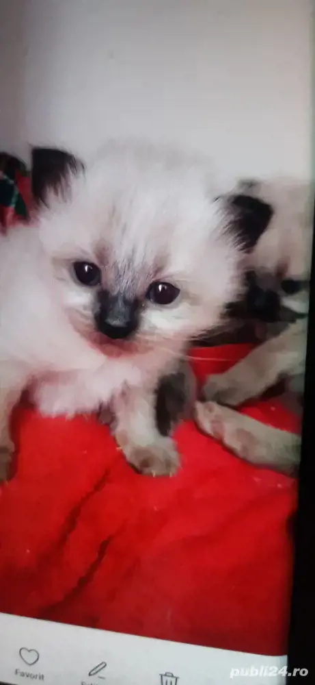 pui pisica birmaneza 