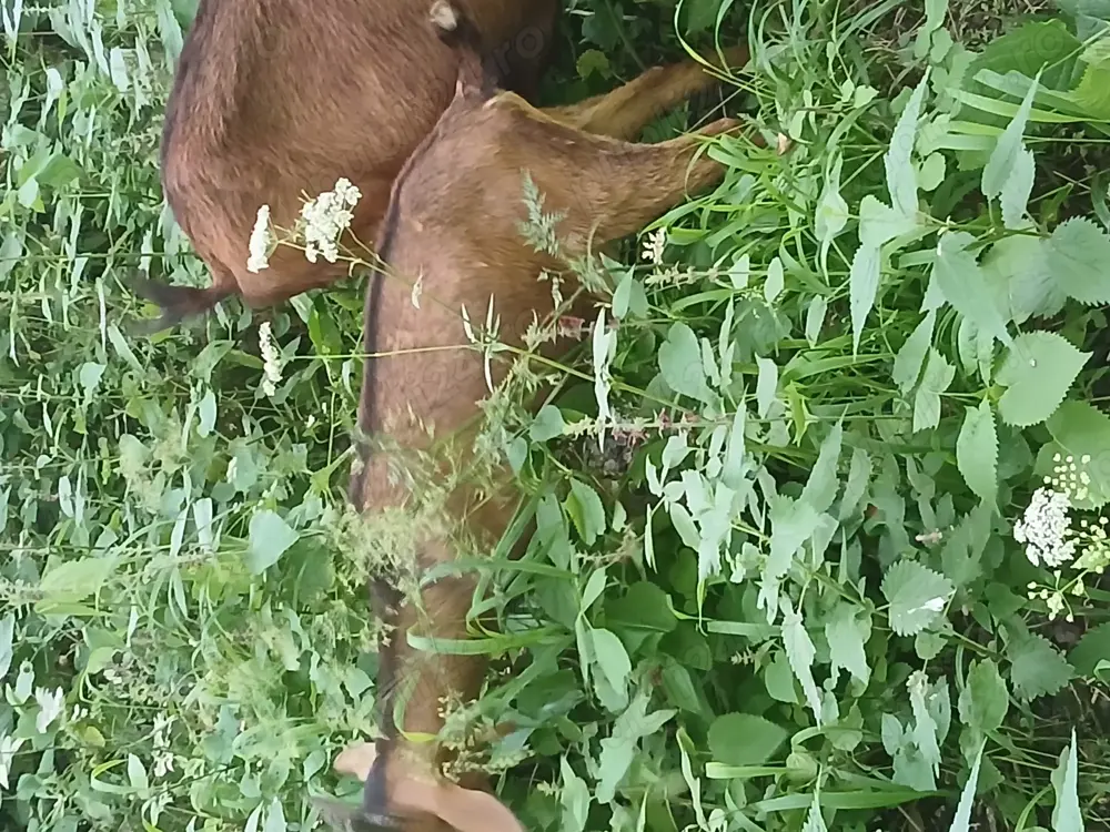 Vand iedute si ieduti alpini francezi Vand iedute si ieduti alpini francezi