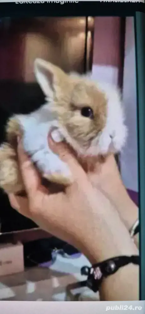 pui iepuri Mini Toy pui iepuri Mini Toy