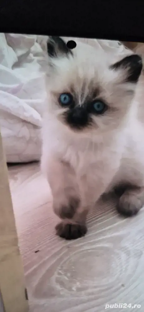 picica birmaneza superba