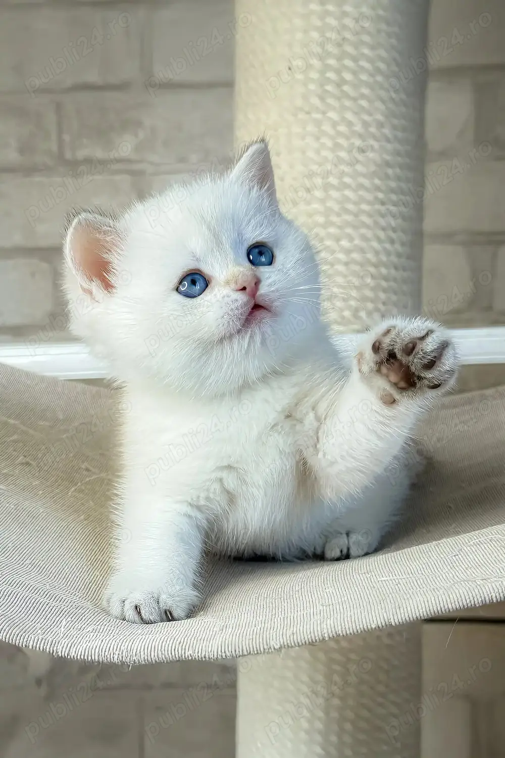  British Shorthair White. Asigur transport 