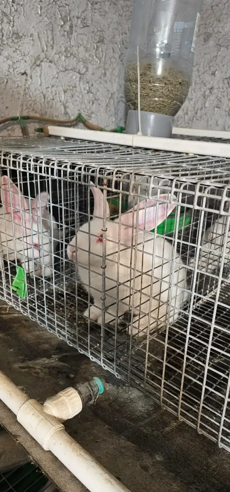 Vand iepuri Hycole francez si Panon alb, varsta 4-6 saptamani - 3 luni