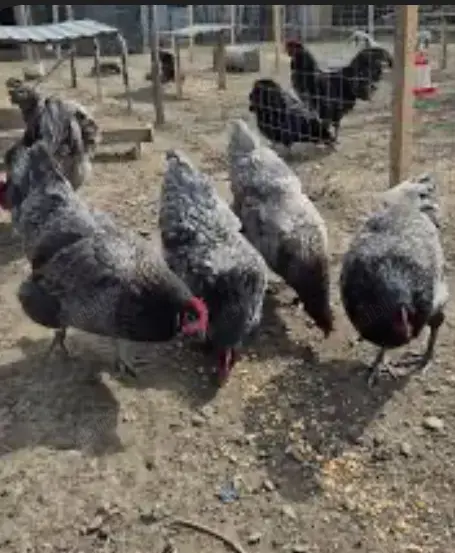 Vând găini australop gri